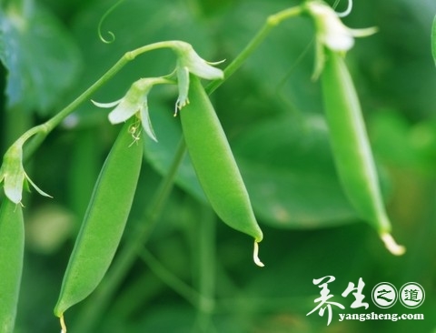 女人节 10种蔬菜吃出白嫩肌