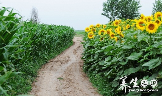 宁夏向日葵盛花期(4)