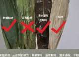 端午节教你如何辨识返青粽叶？粽叶看颜值吃大