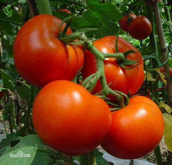 夏季十大畅销养生蔬菜