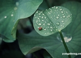 谷雨养生秘籍 谷雨时节润养脏腑很有益