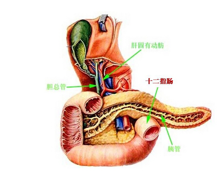 十二脂肠治疗不及时会诱发癌症