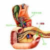 <b>十二脂肠治疗不及时会诱发癌症</b>