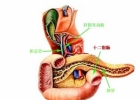 十二脂肠治疗不及时会诱发癌症