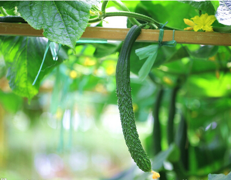 男性夏季健康 吃三笋压力食疗法