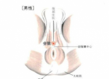 男性生育能力差 刺激这穴位增强生育能力