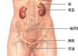 小便尿痛病症 谨防尿道炎缠身