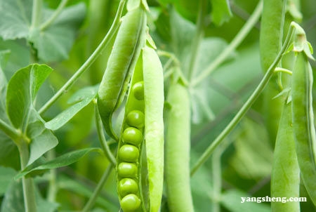 吃这三种豆比吃肉还好