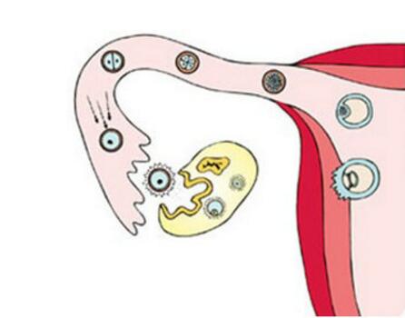 卵泡发育不好影响受孕？