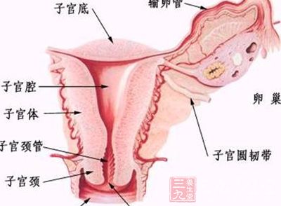 一个女人孕育下一代最重要的器官及时子宫