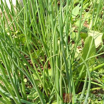 香菜根、葱须、白菜头煎水