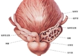 你知道吗？男人尿液反映前列腺危机